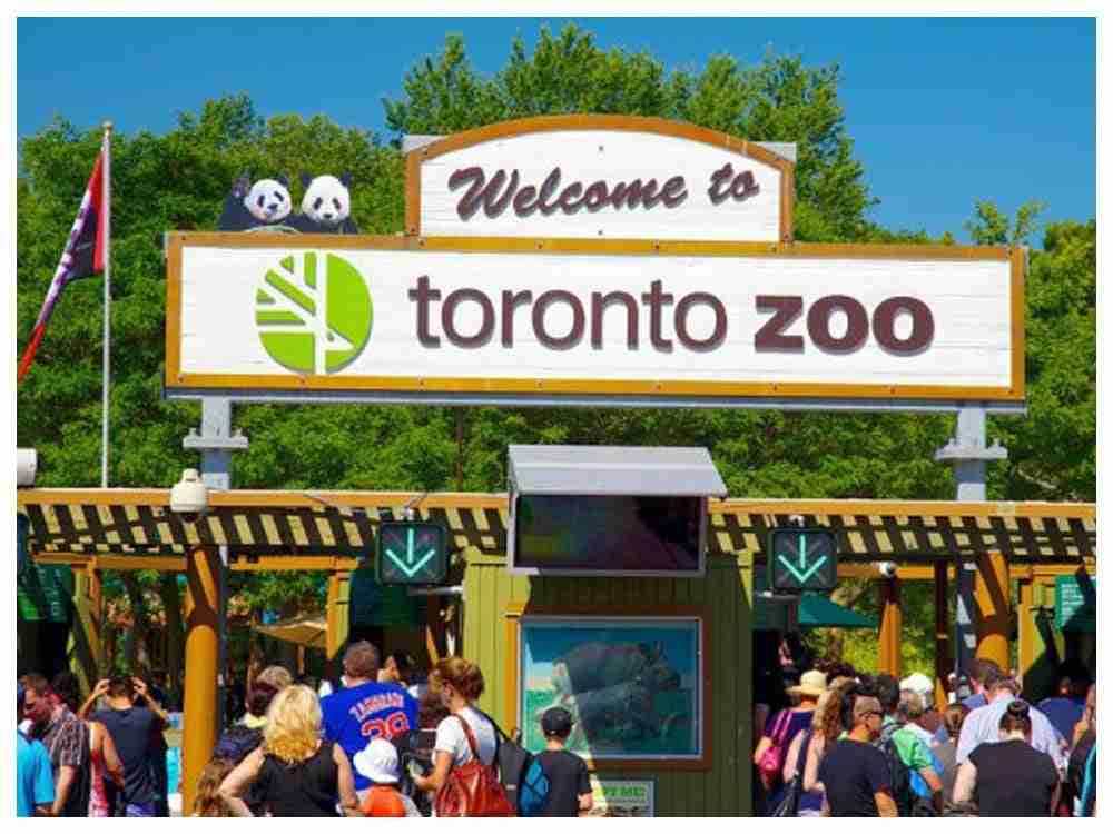 Name a Cockroach on this Valentine Day – Toronto Zoo Launches a Campaign